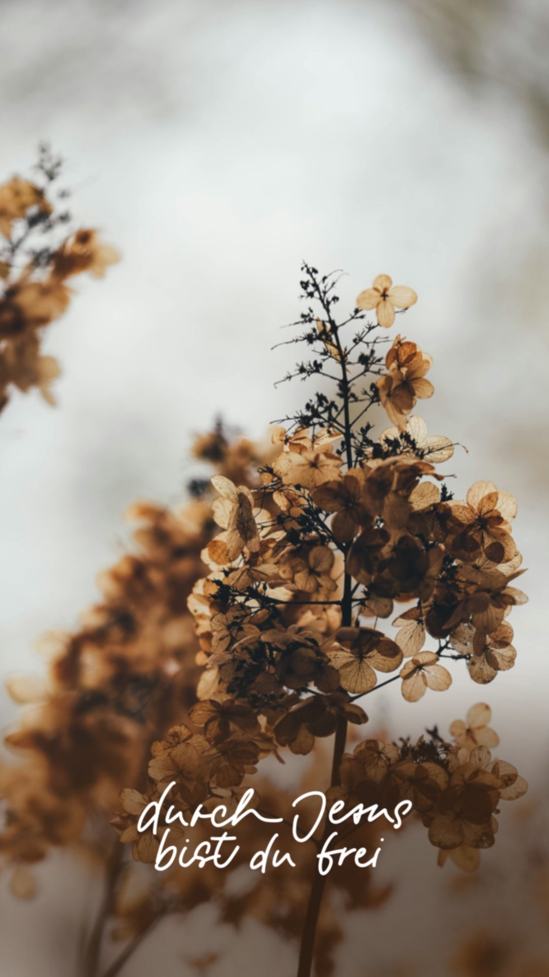 wallpaper, Handyhintergrund, christliche Hintergrundbilder, durch Jesus bist du frei